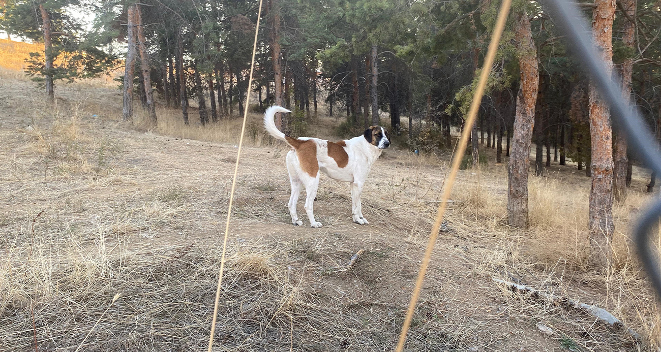 Ankara’da Vahşi Köpek Saldırısı: Akademisyen Yaralandı